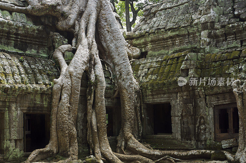 吴哥窟的Ta Prohm